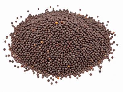 Sarso - Tori Musterd Seed